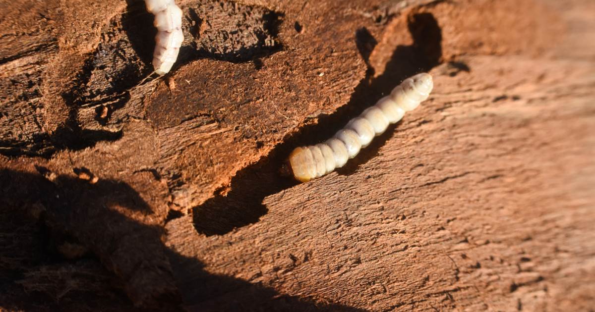 houtworm herkennen